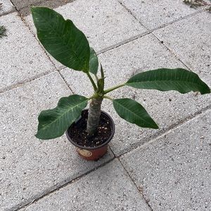 12 inches tall plumeria cutting plant, light pink 
plant is rooted